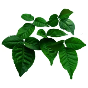 Belpatra