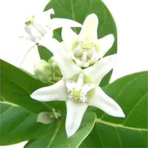 Madaar Flower