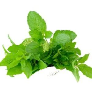 Tulsi leaf