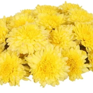 Yellow Flower